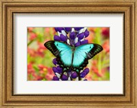 Asian Tropical Swallowtail Butterfly, Papilio Larquinianus On Lupine, Bandon, Oregon Fine Art Print