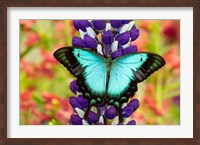 Asian Tropical Swallowtail Butterfly, Papilio Larquinianus On Lupine, Bandon, Oregon Fine Art Print