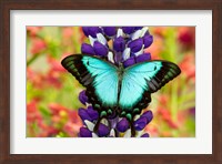 Asian Tropical Swallowtail Butterfly, Papilio Larquinianus On Lupine, Bandon, Oregon Fine Art Print