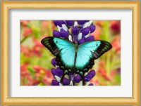 Asian Tropical Swallowtail Butterfly, Papilio Larquinianus On Lupine, Bandon, Oregon Fine Art Print