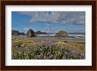 Lupine Along Southern Oregon Coastline Fine Art Print