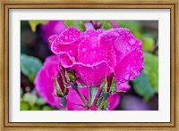 Rose With Dew Drops After Rain, Shore Acres State Park, Oregon Fine Art Print