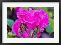 Rose With Dew Drops After Rain, Shore Acres State Park, Oregon Fine Art Print