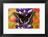 Swallowtail Butterfly, Papilio Polyxenes On Lupine, Bandon, Oregon Fine Art Print