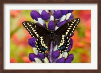 Swallowtail Butterfly, Papilio Polyxenes On Lupine, Bandon, Oregon Fine Art Print