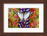 Eurytides Agesilaus Autosilaus Butterfly On Lupine, Bandon, Oregon Fine Art Print