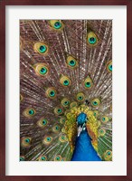 Male Peacock Fanning Out His Tail Feathers Fine Art Print