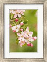 Hood River, Oregon, Close-Up Of Apple Blossoms Fine Art Print