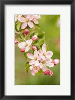 Hood River, Oregon, Close-Up Of Apple Blossoms Fine Art Print