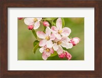 Hood River, Oregon, Apple Blossoms In The Nearby Fruit Loop Area Fine Art Print