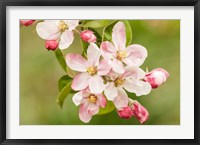 Hood River, Oregon, Apple Blossoms In The Nearby Fruit Loop Area Fine Art Print