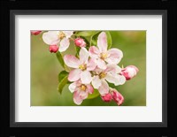 Hood River, Oregon, Apple Blossoms In The Nearby Fruit Loop Area Fine Art Print