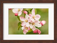 Hood River, Oregon, Apple Blossoms In The Nearby Fruit Loop Area Fine Art Print