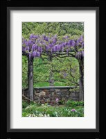 Wisteria In Full Bloom On Trellis Chanticleer Garden, Pennsylvania Fine Art Print