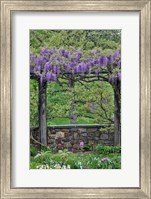 Wisteria In Full Bloom On Trellis Chanticleer Garden, Pennsylvania Fine Art Print
