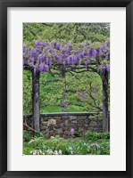 Wisteria In Full Bloom On Trellis Chanticleer Garden, Pennsylvania Fine Art Print