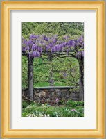 Wisteria In Full Bloom On Trellis Chanticleer Garden, Pennsylvania Fine Art Print