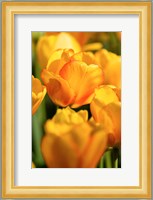 Tulip Garden, Longwood Gardens, Pennsylvania Fine Art Print