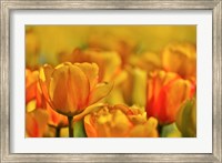 Tulip Garden, Longwood Gardens, Pennsylvania Fine Art Print