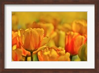 Tulip Garden, Longwood Gardens, Pennsylvania Fine Art Print