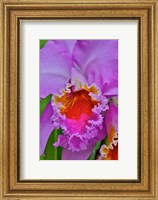 Orchids In Longwood Gardens Conservatory, Pennsylvania Fine Art Print