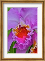 Orchids In Longwood Gardens Conservatory, Pennsylvania Fine Art Print