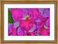 Orchids In Longwood Gardens Pennsylvania Fine Art Print