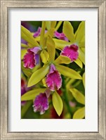 Orchids In Longwood Gardens Conservatory, Pennsylvania Fine Art Print