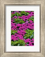 Pinks And Green Design In The Conservatory, Longwood Garden, Pennsylvania Fine Art Print