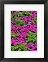 Pinks And Green Design In The Conservatory, Longwood Garden, Pennsylvania Fine Art Print