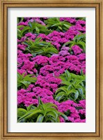 Pinks And Green Design In The Conservatory, Longwood Garden, Pennsylvania Fine Art Print