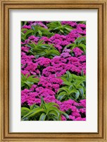 Pinks And Green Design In The Conservatory, Longwood Garden, Pennsylvania Fine Art Print