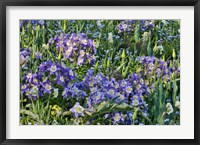 Blooming Columbine, Longwood Gardens, Pennsylvania Fine Art Print