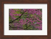 Redbud Tree In Full Bloom, Longwood Gardens, Pennsylvania Fine Art Print