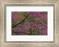 Redbud Tree In Full Bloom, Longwood Gardens, Pennsylvania Fine Art Print