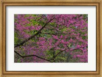 Redbud Tree In Full Bloom, Longwood Gardens, Pennsylvania Fine Art Print