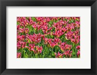Tulip Garden, Longwood Gardens, Pennsylvania Fine Art Print