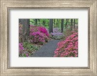 Path And Azaleas In Bloom, Jenkins Arboretum And Garden, Pennsylvania Fine Art Print
