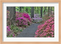 Path And Azaleas In Bloom, Jenkins Arboretum And Garden, Pennsylvania Fine Art Print