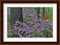 Azaleas In Bloom, Jenkins Arboretum And Garden, Pennsylvania Fine Art Print