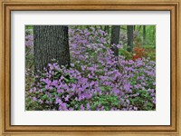 Azaleas In Bloom, Jenkins Arboretum And Garden, Pennsylvania Fine Art Print