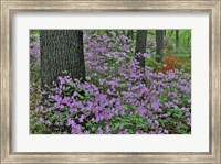 Azaleas In Bloom, Jenkins Arboretum And Garden, Pennsylvania Fine Art Print
