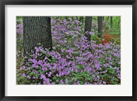 Azaleas In Bloom, Jenkins Arboretum And Garden, Pennsylvania Fine Art Print