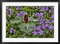 Red Trillium And Blue Phlox Chanticleer Garden, Pennsylvania Fine Art Print