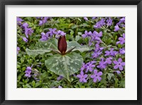 Red Trillium And Blue Phlox Chanticleer Garden, Pennsylvania Fine Art Print