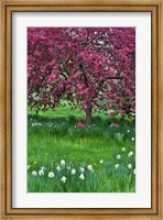 Springtime Crabapple In Rose Blooming, Chanticleer Garden, Pennsylvania Fine Art Print