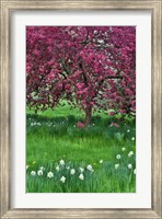 Springtime Crabapple In Rose Blooming, Chanticleer Garden, Pennsylvania Fine Art Print