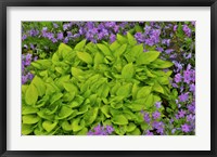 Spring Colors, Chanticleer Garden, Pennsylvania 2 Fine Art Print