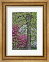 Flowering Crabapple Trees, Chanticleer Garden, Pennsylvania Fine Art Print