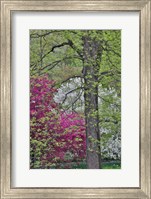 Flowering Crabapple Trees, Chanticleer Garden, Pennsylvania Fine Art Print